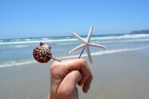 wedding photo - Nautical Beach Bobby Pins- Seashell and Starfish Bobby pin Set
