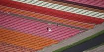 wedding photo - Dutch Police Capture Eye-Popping Photo Of Mystery Newlyweds In A Tulip Field