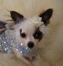 wedding photo - NEW - Wedding bridal Headband for Pet - 2 to 20 lb dog or cat