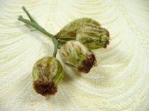 wedding photo - Velvet Millinery Buds Nuts Bunch of Three with Leaves Sage Green Brown for Hats Corsage Hair Clips Crafts