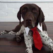 wedding photo - Red Tie for Cats and Dogs - Preppy Pup Couture