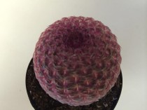 wedding photo - Cactus Plant. The Rainbow Hedgehog Cactus is a brilliantly colored plant with a crimson web covering.