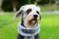 wedding photo - Dog grey neckwarmer with bow, hand crocheted, pet accessories, clothing, ellegant pet