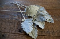 wedding photo - Dusty Miller for Bouquets and Arrangements