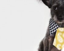wedding photo - Dog tie and shirt collar- Mustard print and gingham