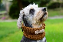 wedding photo - Dog neckwarmer with bone, hand crocheted, pet accessories, clothing, ellegant pet, mustard brown