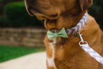 wedding photo - Wedding Bowtie Dog Collar, Wedding Dog Collar, Wedding Dog Leash, Bowtie Dog Collar, Collar and Leash Set, Best Dog Collar, Groomsman collar