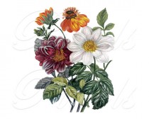 wedding photo - CLEMATIS bouquet, Instant Download, floral wedding clipart, antique botanical illustration no.403