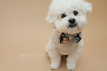 wedding photo - Dog bow tie and shirt collar- globe print bow tie and gingham shirt collar- formal wear for dogs