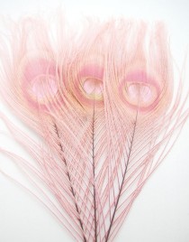 wedding photo - Peacock Feather Eyes, DUSTY ROSE (6 Feathers)(2 size option) Pristine peacock feathers for boutonnieres,earrings, wedding bouquets,millinery
