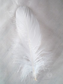 wedding photo - 150+ GOOSE SHOULDER, dyed white, feathers, soft and flexible, bulk, wholesaleper, per 1 strung foot