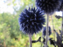 wedding photo - Dried Globe Thistle -- set of 8  -- Preserved  -- 3" long Blue