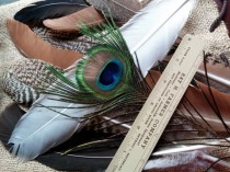wedding photo - Peacock Smudge Feathers,9 Feathers,Four 14in length,Three 5in,One 9in,One All Seeing Eye,Naturally Shed,Craft feathers,Center pieces,Bouquet