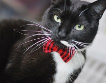 wedding photo - Red and Black Plaid Bow Tie, Clip, Headband or Pet