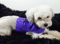 wedding photo - Purple  Dog Harness Vest with Bow Tie or Bow For Wedding or Holidays