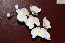 wedding photo - Paper Phalaenopsis  Orchid ,Moth orchid,  White - Crepe Paper flowers- Orchid wedding bouquet
