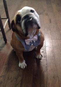 wedding photo - Grey Dog Tuxedo Bib (custom bow ties)