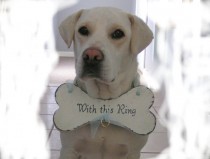 wedding photo - RING BEARER Dog Bone