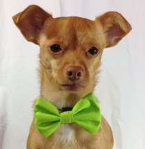 wedding photo - Bright Lime Green Pet  Bow Tie