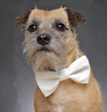 wedding photo - Dog Bow Tie - Ivory