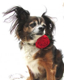 wedding photo - Dog Collar Flower- Red Rose Collar Attatchment-clip on