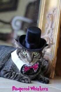 wedding photo - The Aristocrat Black top hat for cats & Dogs and Bowtie collar