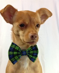 wedding photo - Blue and Green Plaid Pet  Bow Tie