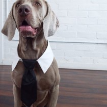wedding photo - Black Tie for Cats and Dogs -Preppy Pup Couture