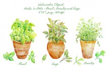 wedding photo - Watercolor clipart - Hand painted watercolor herbs in terracotta pots - Basil, Sage and Parsley printable instant download