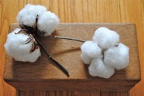wedding photo - Natural Cotton Bolls - Raw Cotton - DIY Cotton - Bridal - Wedding - Home Decor - Gift