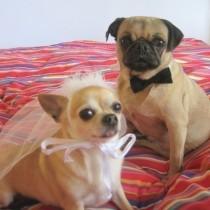 wedding photo - DOG costume - Pet BRIDE and GROOM costume - As featured in Etsys To have and to Hold Wedding Event