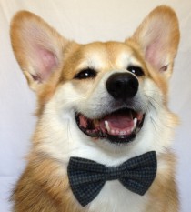 wedding photo - Custom Bow Tie for a Dog or a Cat