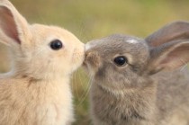 wedding photo - Community Post: The 25 Most Romantic Animals That Ever Lived