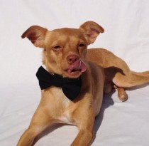 wedding photo - Cotton Bow Tie for a Pet in Assorted Colors and Sizes