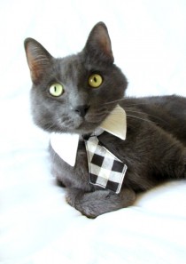 wedding photo - Dog/Cat black plaid necktie/bowtie on a shirt style collar