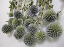 wedding photo - Dried Globe Thistle -- set of 12  -- Preserved  --  8" long