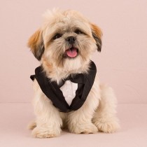 wedding photo - Pet Tux