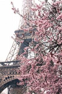 wedding photo - Ready To Ship, Paris Photography, Paris Je T'aime, Paris In The Springtime, Pink Cherry Blossoms Eiffel Tower, Paris Home Decor - Blush Pink