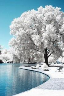 wedding photo - Beautiful Pond And Ice Tree