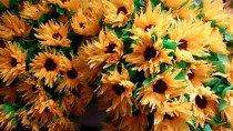 wedding photo - 1.50 Each, 12 Crepe Paper Sunflowers, Mexican Flowers, Yellow, Orange, Fall, Thanksgiving, Halloween, Wedding, Reception, Poms, Paper Flower