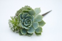 wedding photo - Hair Plant // Succulent Hair Pin
