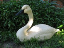 wedding photo - Extra Large Swan Sculpture by Carl Huff - Vintage Perfect for Wedding Decor - Bird Display