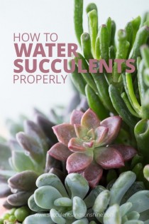 wedding photo - How To Water Succulent Plants