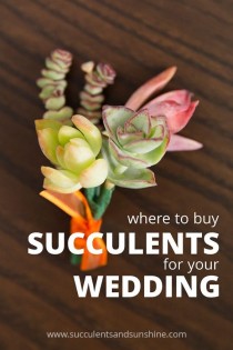 wedding photo - Where To Buy Succulents For Your Wedding