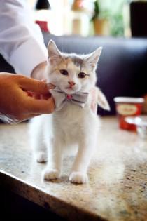 wedding photo - 5 Ways To Include Your Pet In Your Wedding