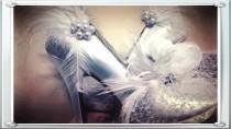 wedding photo - Wedding Shoe Clips Ivory White Black Feather & Pearl / Rhinestone. Bride Bridesmaid, Engagement Bridal Shower Gift, Spring Sparkle Burlesque