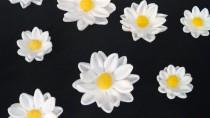 wedding photo - 24 Miniature daisies / Edible gum paste/fondant daisy flowers