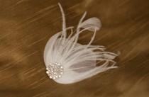 wedding photo - feather fascinator, bridal fascinator, wedding fascinator