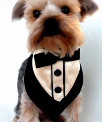 wedding photo - Little Dog Wedding Tuxedo Collar Formal Bandana Tuxedo Collar Pet Bandanna Formal Wear Black Tux With Tan Satin Shirt Teacup Tuxedo