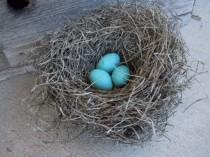 wedding photo - Rustic Wedding Bird Nest Handmade with Robin's Eggs Farmhouse Decor AMarigoldLife